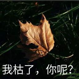 5岁小孩吃瓜视频,萌态百出笑翻众人