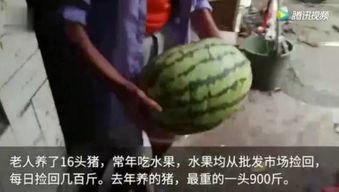 网上的吃瓜视频那来的,揭秘网络吃瓜视频背后的真相与趣味