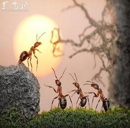 蚂蚁吃瓜手工制作视频大全