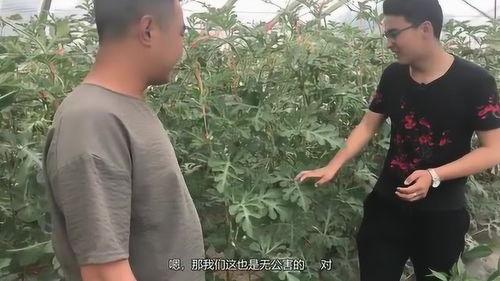 朝阳吃瓜小伙子视频大全,视频大全带你领略京城街头风趣瞬间