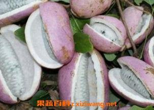各国主播吃八月瓜视频大全,八月瓜美食盛宴，各国风味大比拼