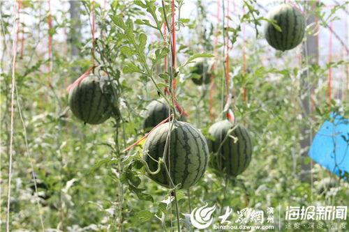 西昌唐园吃瓜事件视频